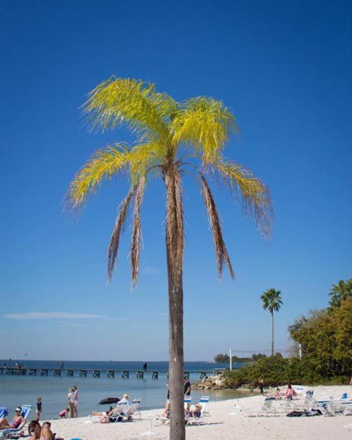 Sunsetview Studio116 Beach Steps Away Pool Wifi 러스킨 외부 사진
